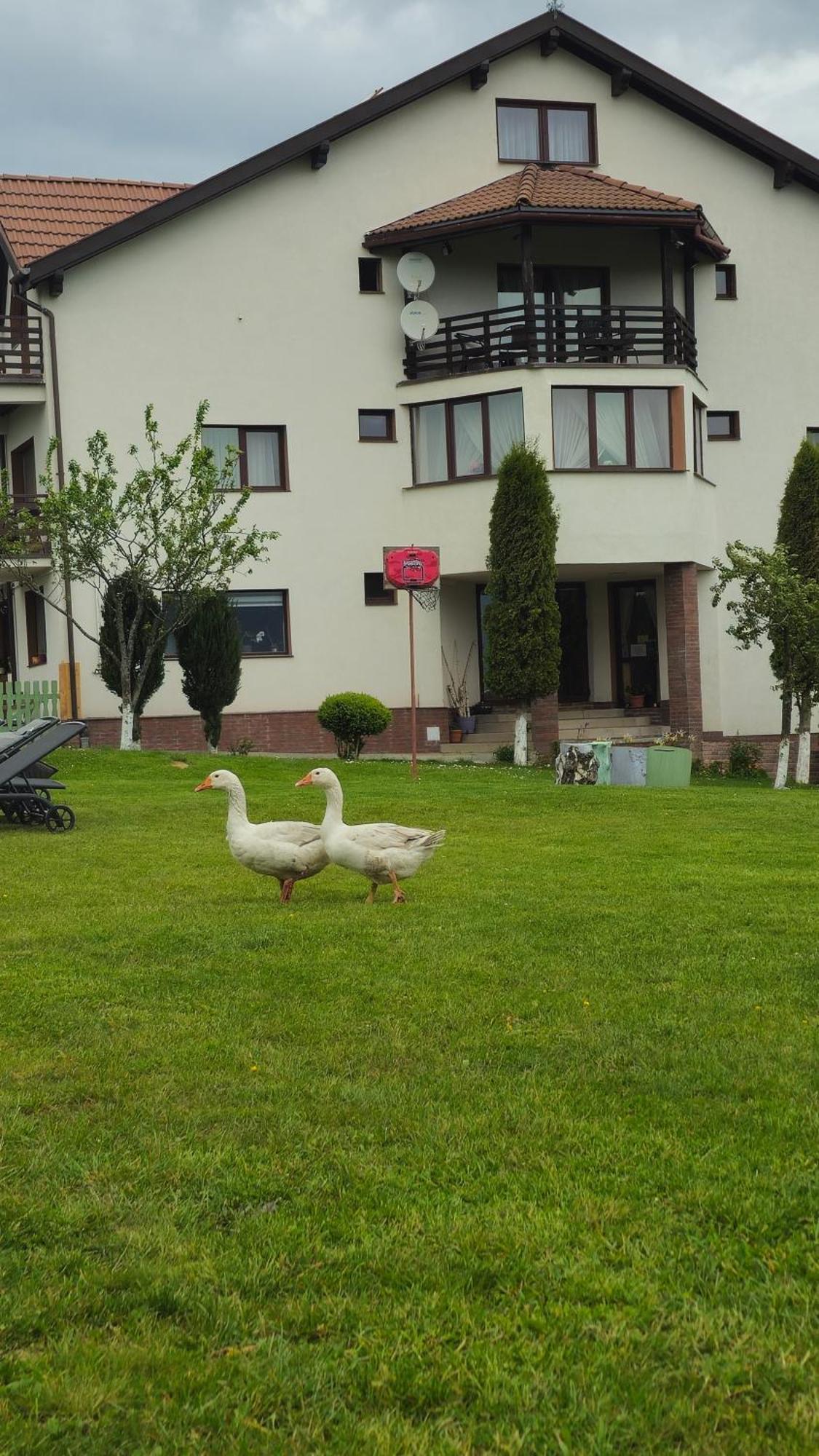 Pensiunea Tabacaru Peştera エクステリア 写真