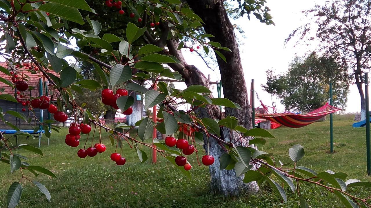 Pensiunea Tabacaru Peştera エクステリア 写真