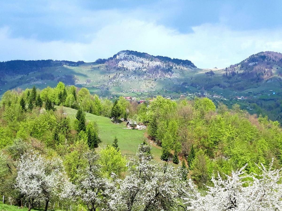 Pensiunea Tabacaru Peştera エクステリア 写真