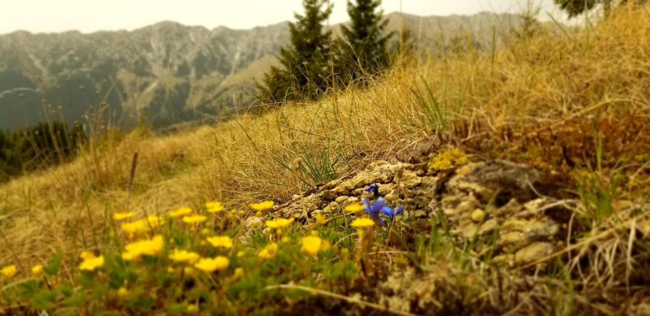 Pensiunea Tabacaru Peştera エクステリア 写真